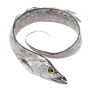 Frozen Whole Silver Ribbon Fish