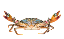 Meatigo Medium Prawns2