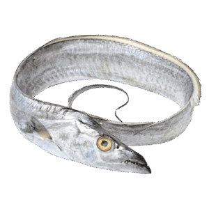 Frozen Whole Silver Ribbon Fish