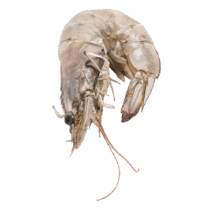 Prawns Big 500gm