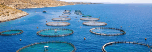 How Aquaculture Is Revolutionizing the Future of Food Production