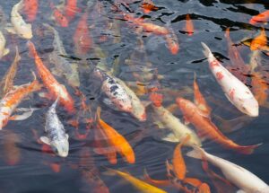 Eco-Friendly Aquaculture: Techniques That Save the Planet