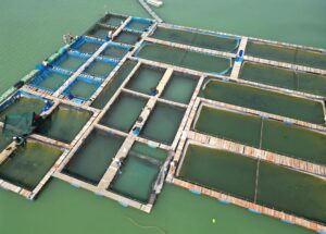 How to Market and Sell Seafood from Your Aquaculture Business
