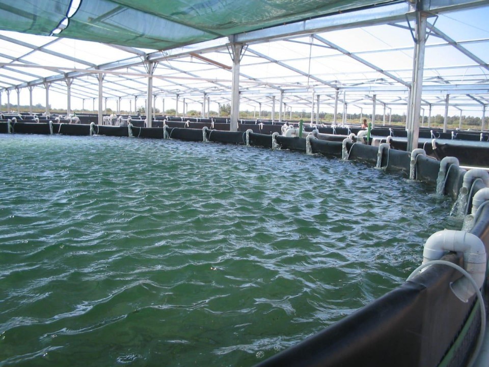 Transforming Aquaculture: Our Roadmap to 2030 Sustainability Goals