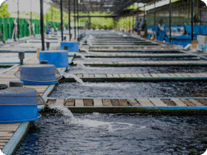 Fish Farming