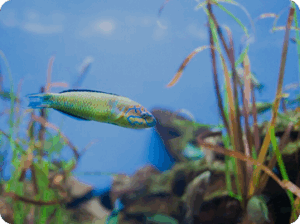Prawn Feeds
