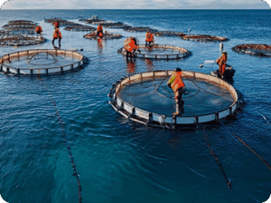 Shrimp Farming