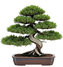 Bonsai1