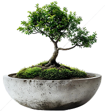 Bonsai4