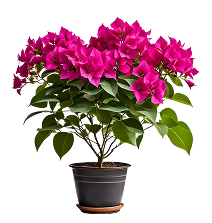 Bougainvillea1