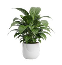 Indoor Plants3