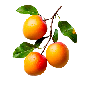 Fruits & Vegetables1